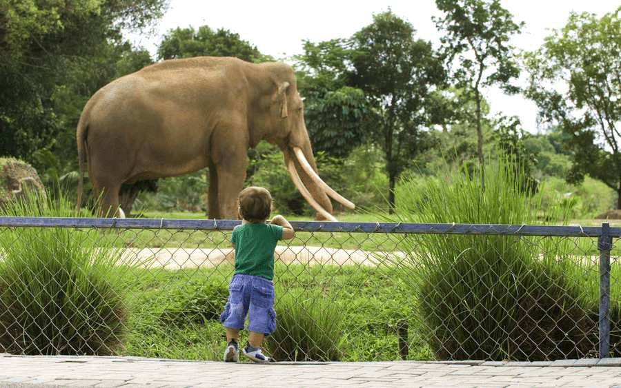 Детальное описание Дубайского зоопарка  - Авантаж-тревел
